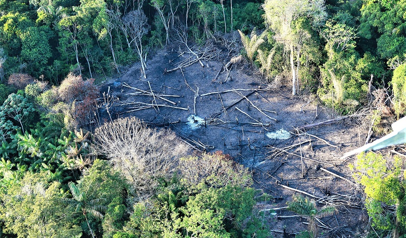 Alerta de desmatamento na Amazônia bate recorde de cinco anos