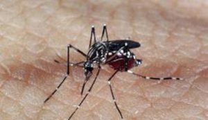 Mosquito Aedes aegypti transmite zika, dengue e chikungunya Foto: Agência Brasil