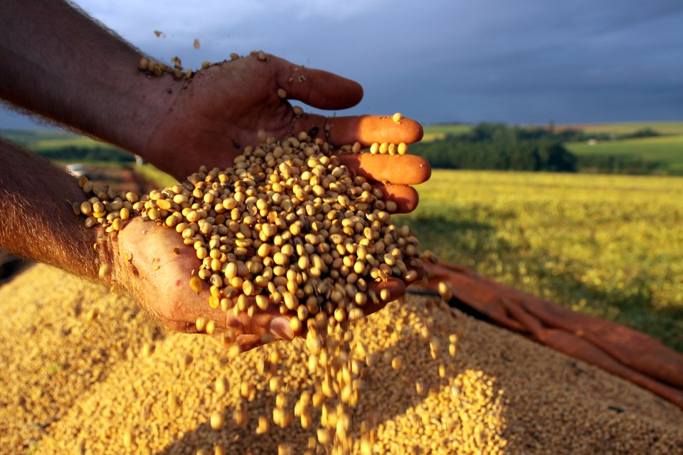 Maior produtividade da soja reduz área plantada e o mercado é garantido