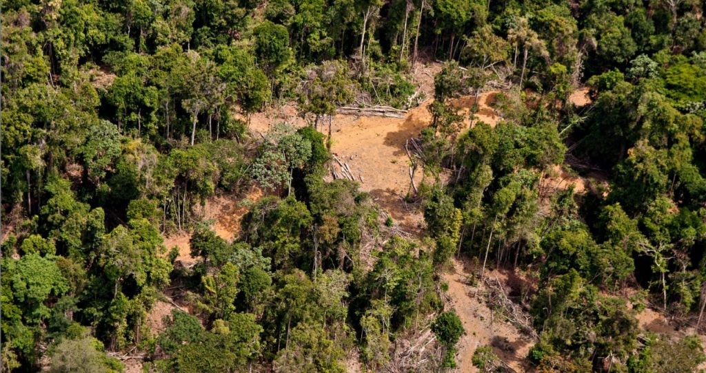 Ambientalistas e agronegócio juntos contra desmatamento na Amazônia