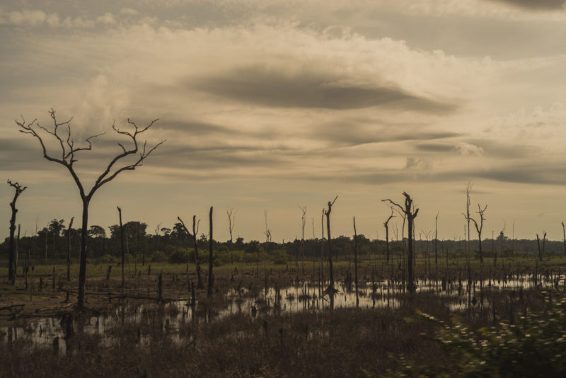 Derrubada da floresta da Amazônia em abril bate novo recorde