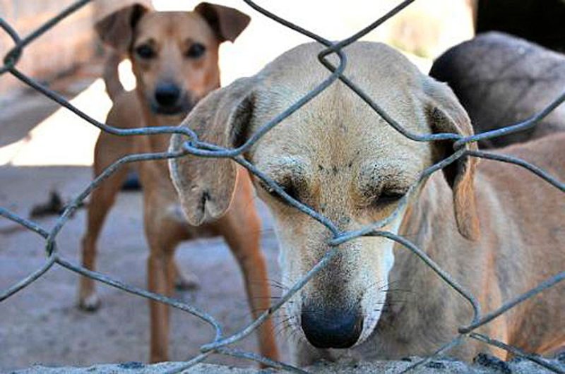 Projeto que aumenta pena para quem maltratar cães e gatos vai à sanção