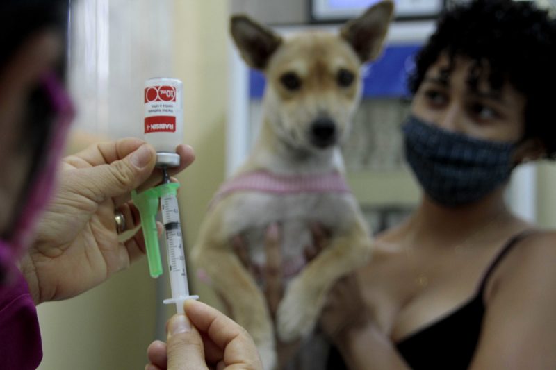 Prefeitura de Manaus começa a vacinar cães e gatos contra raiva