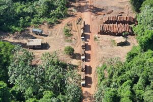 Extração de madeira aumenta 11 vezes em terras indígenas