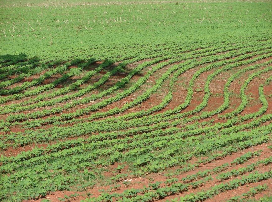 MPF denuncia esquema de grilagem para cultivo de soja no Amapá