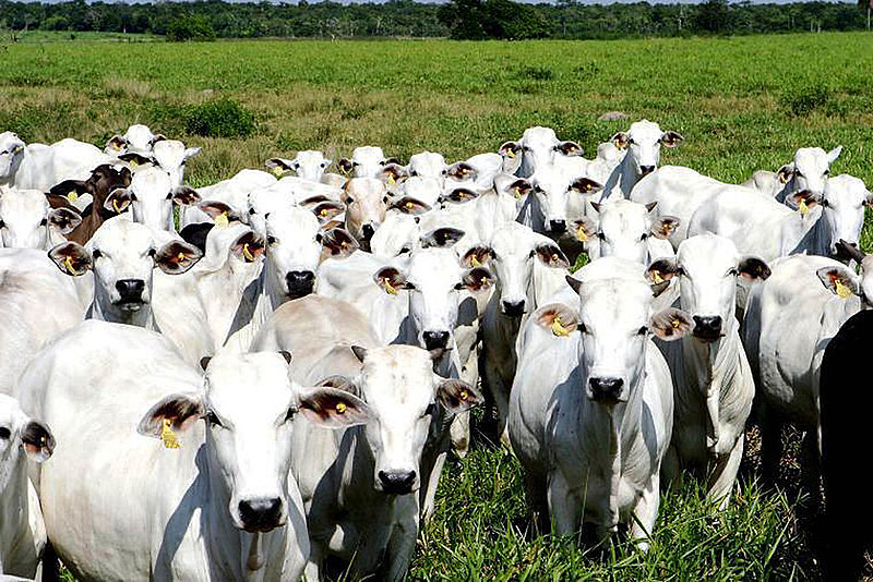 Caubóis da floresta: cultura dos rodeios invade a Amazônia