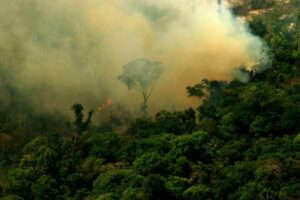 Amazônia emite mais carbono do que consegue absorver - carbono