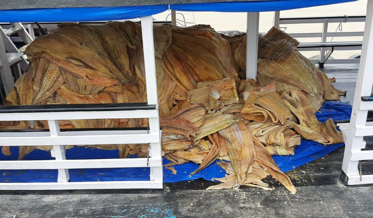 Ação do governo com Prefeitura de Coari apreende 16 t de pescado ilegal