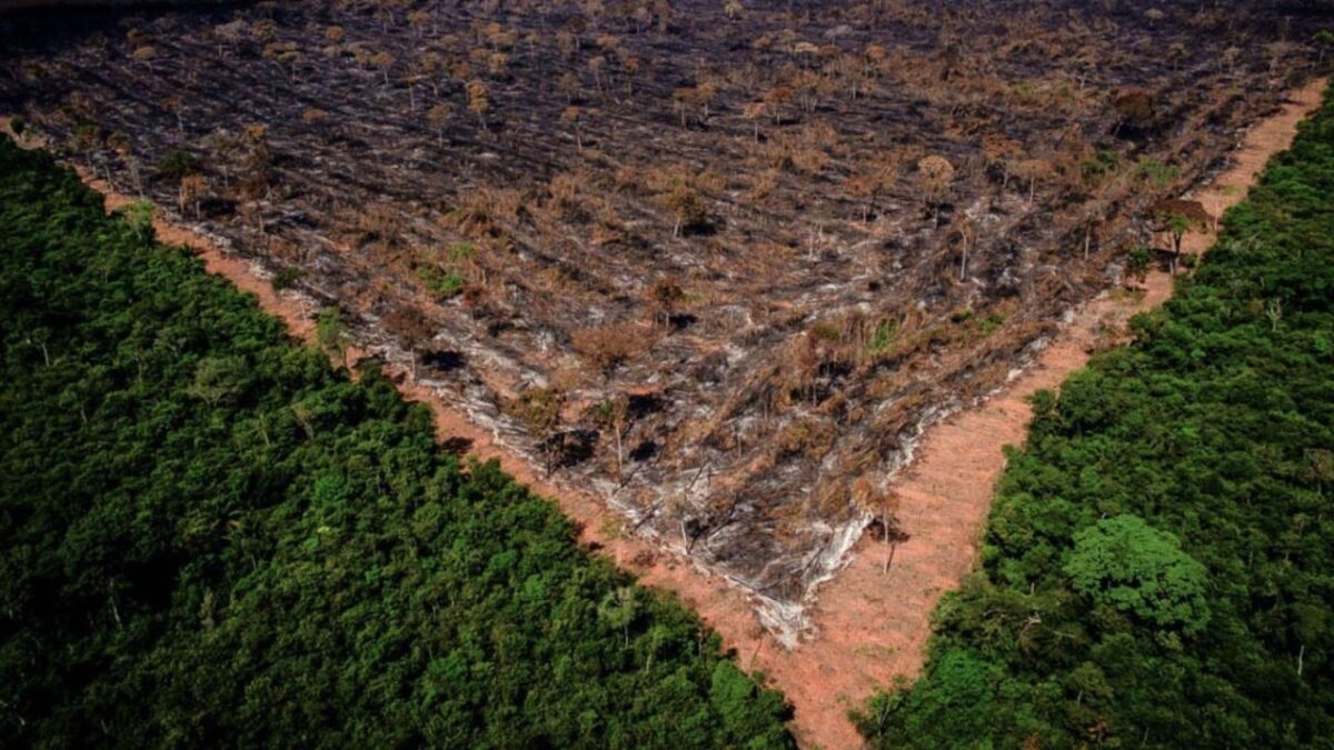 Banco Mundial emprestará R$ 2,2 bi ao Amazonas para conter desmatamento