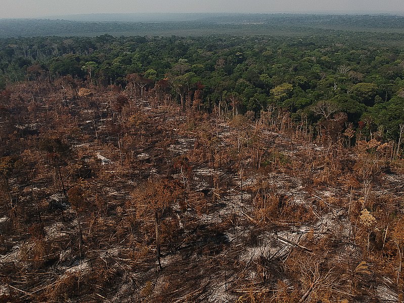 Desmatamento na Amazônia pode virar nova ‘guerra ao terror’