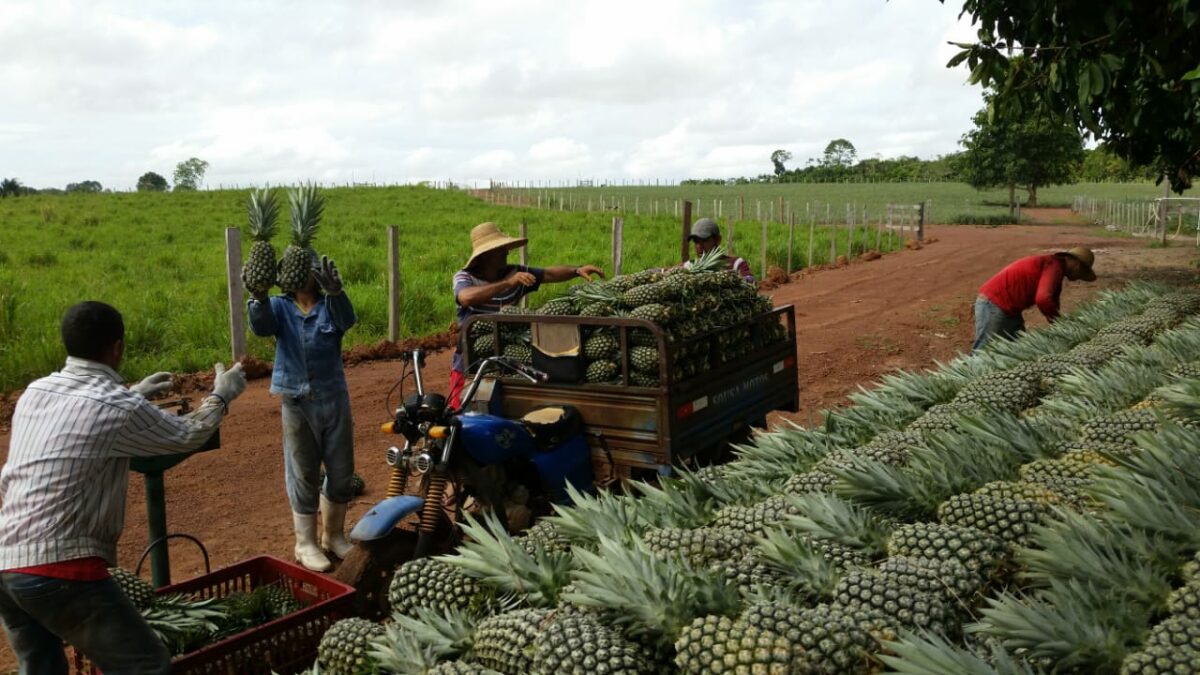 Governo compra 80 mil abacaxis do Novo Remanso e distribui na Expoagro