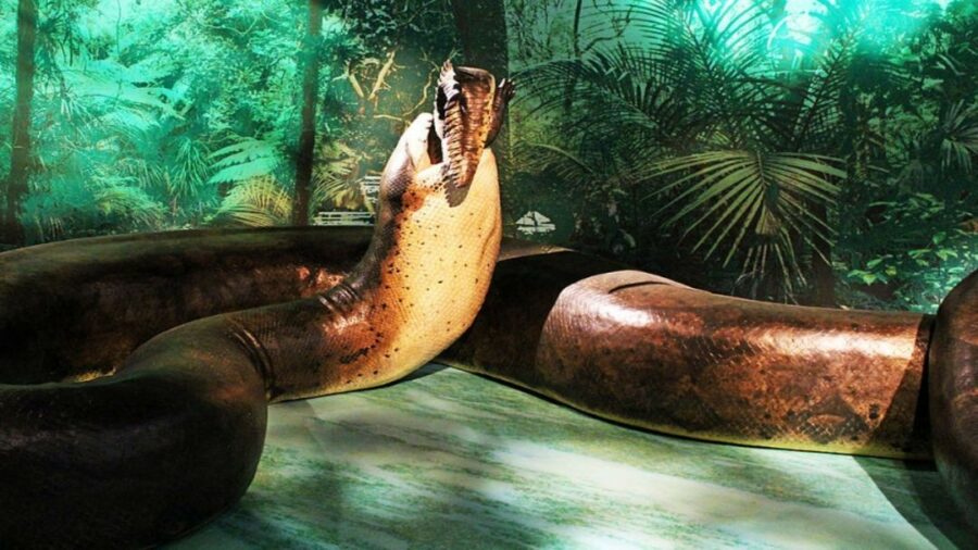 Titanoboa, a cobra maior que anaconda na Amazônia