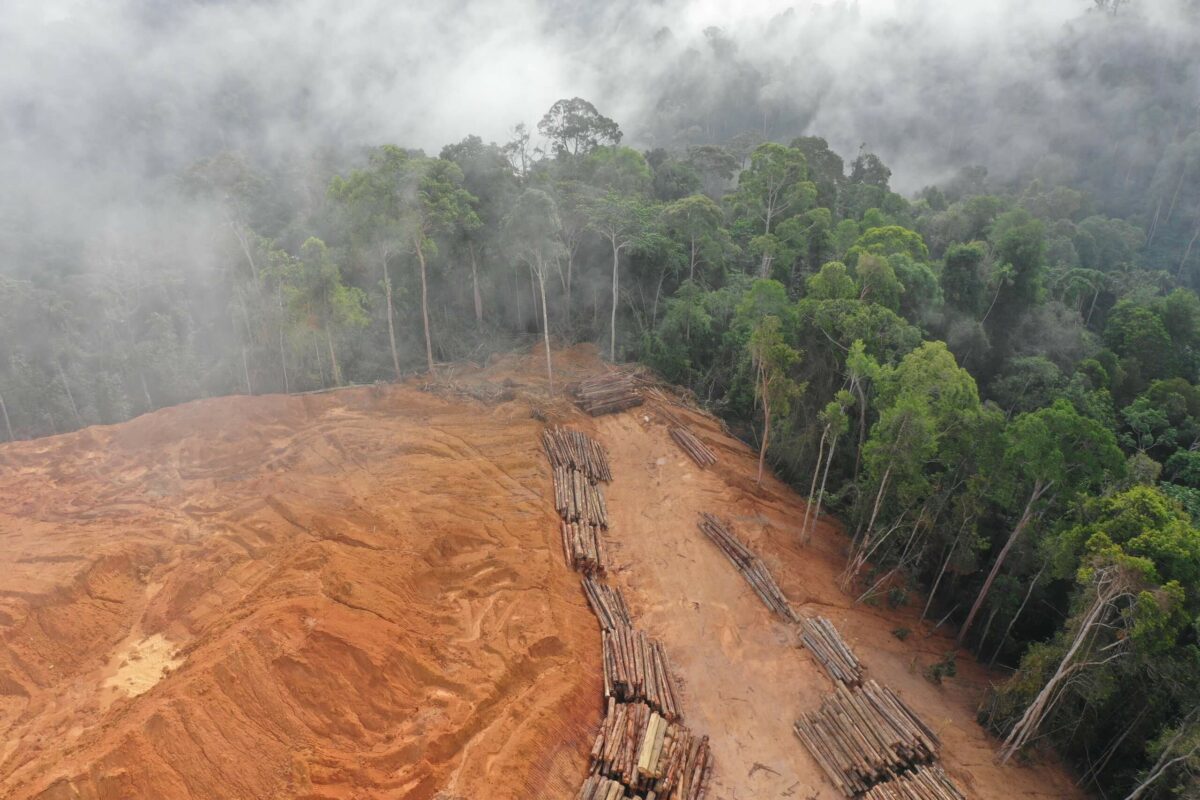 Desmatamento no AM explode nos três anos de Bolsonaro, acusa estudo