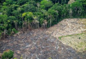 Desmatamento avança na Amazônia e voto contra Bolsonaro também
