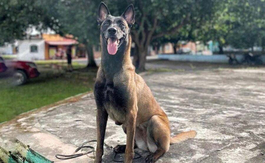 Onça mata cadela policial do Canil Tupinambarana em Urucará