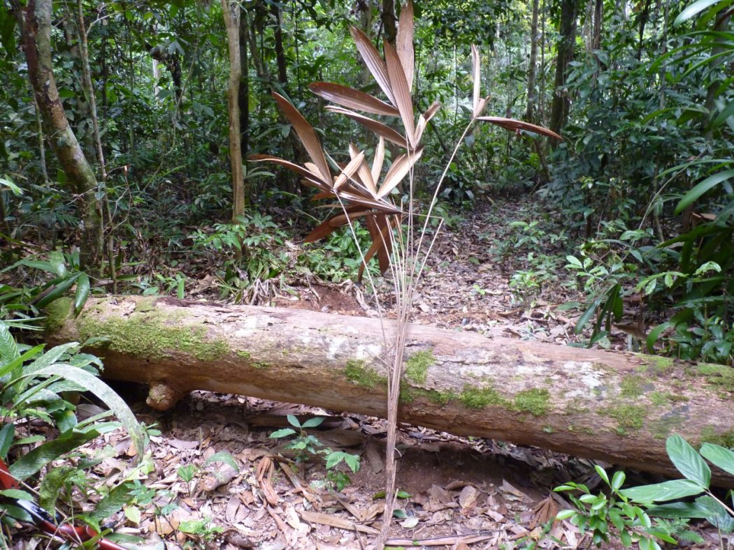 MPF recomenda que Funai proteja indígenas isolados no Amazonas