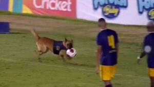 Em final de campeonato, cão policial invade o campo e 'rouba' a bola