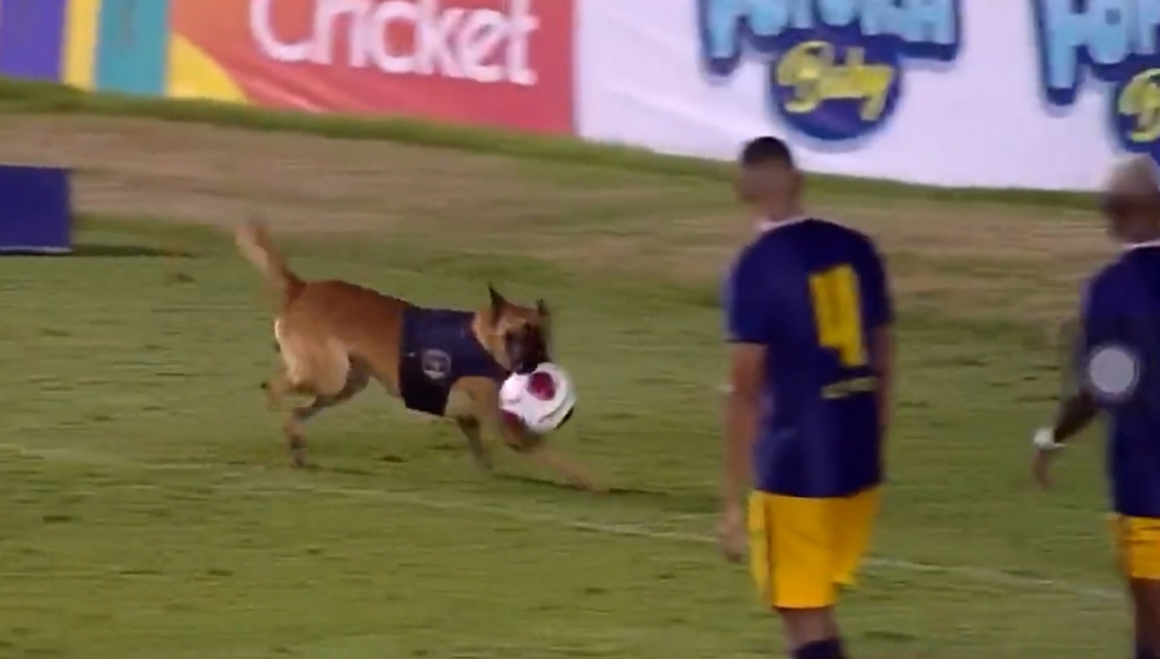 Em final de campeonato, cão policial invade o campo e ‘rouba’ a bola