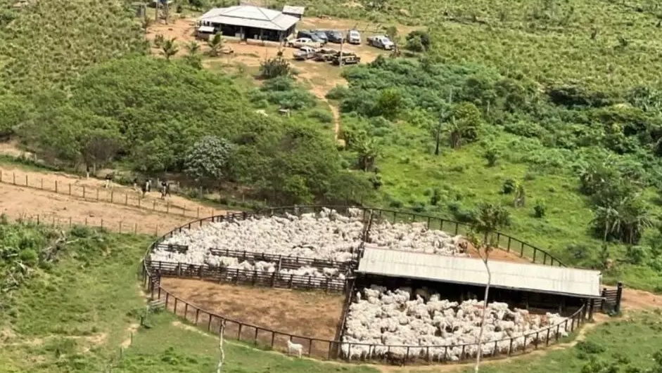 Operação contra desmatamento apreende 5 milhões em gado no Pará