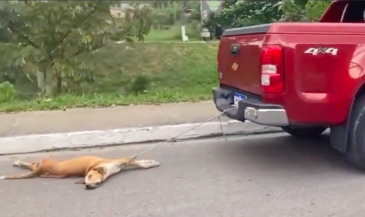 Homem arrasta cão pelas ruas de Manaus e crueldade dá polícia