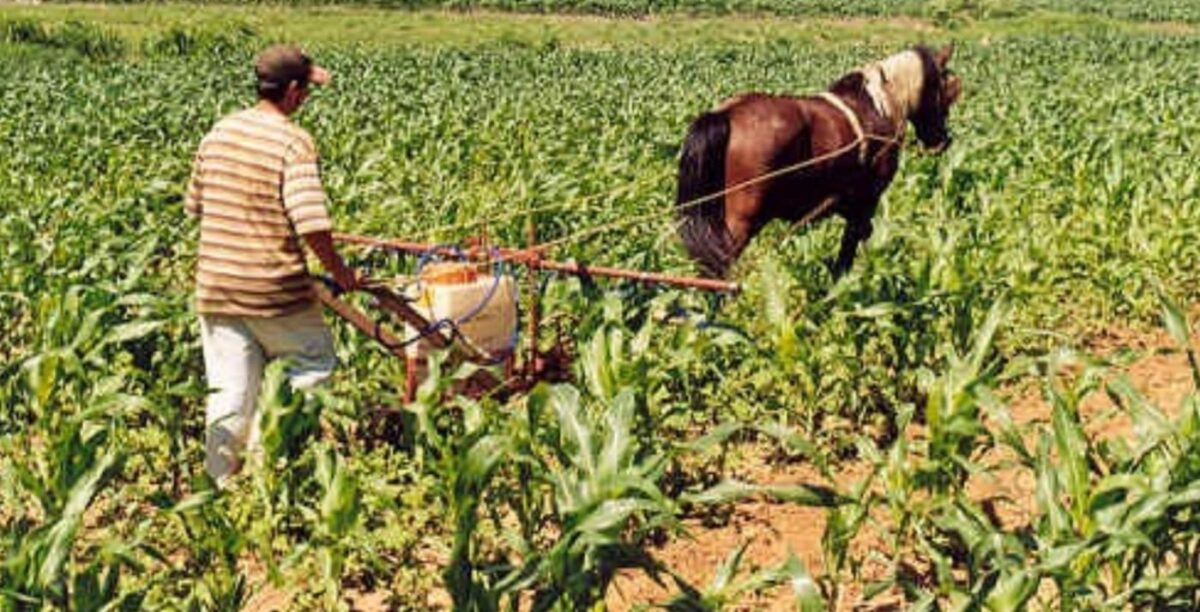 Agricultura nordestina quer maquinário chinês em pequenas lavouras