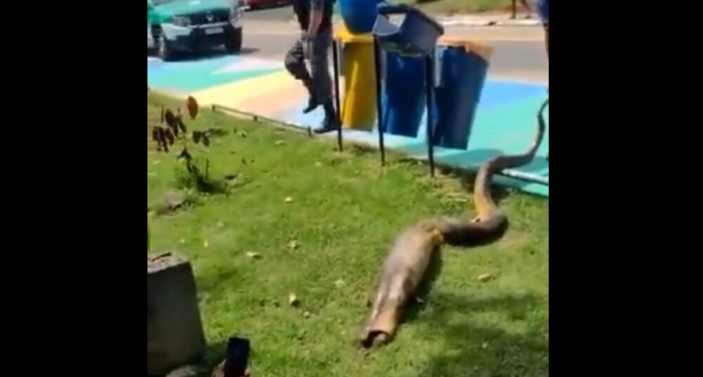 Em praça de Manaus, cobra grande ‘vomita’ jacaré. Moradores filmaram
