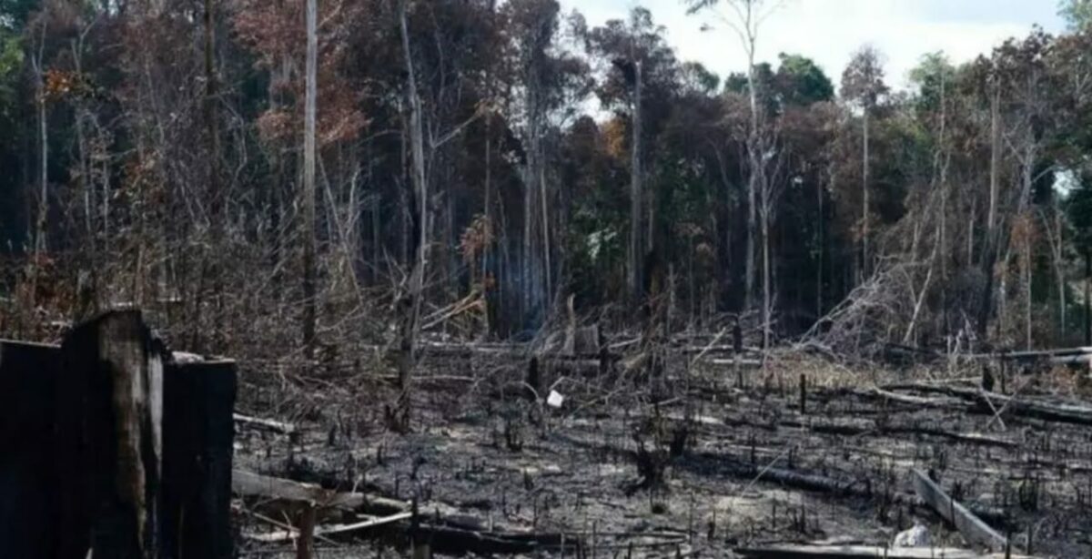 Cientistas têm certeza de que hoje a Amazônia já afeta o clima global