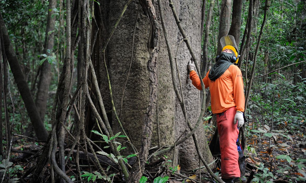 Governo Bolsonaro entrega 3 florestas nacionais do AM à iniciativa privada