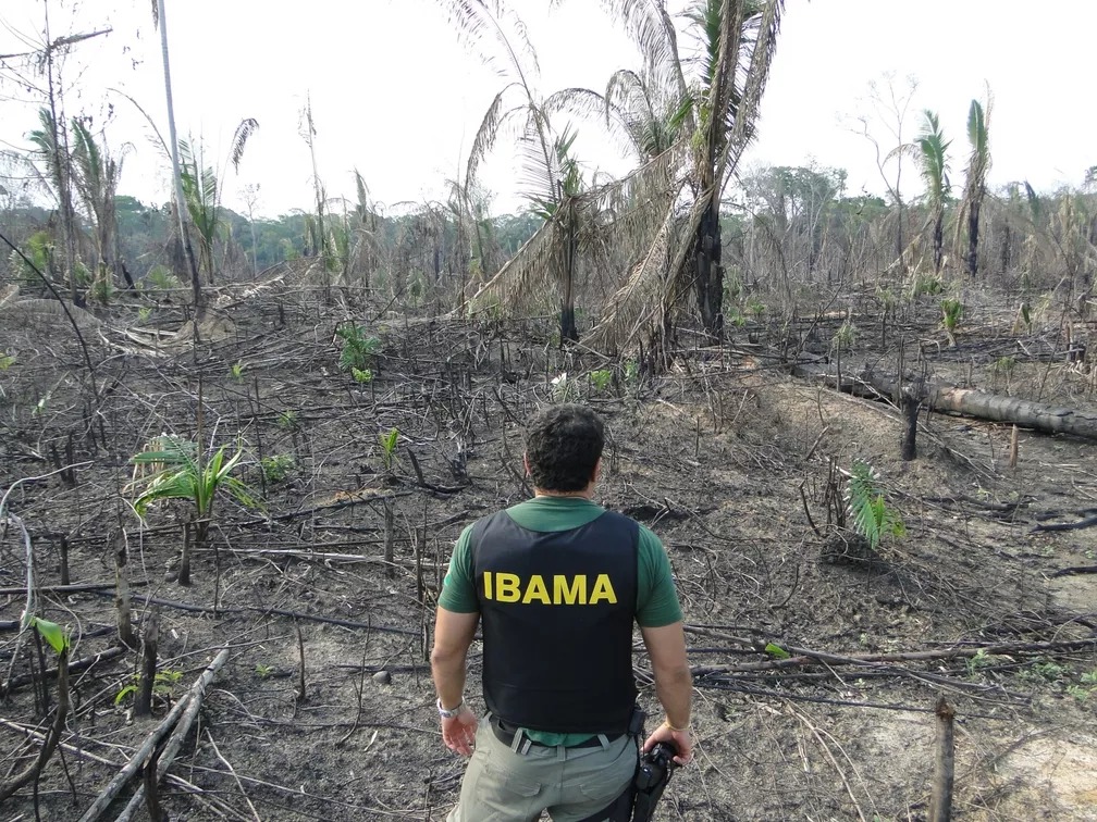 Amazônia registra aumento de queimadas, apontam cientistas