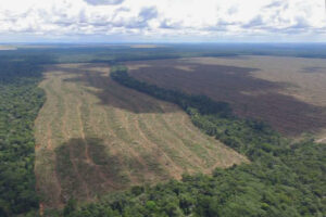 Amazônia: cientistas alertam para colapso na floresta em 2050