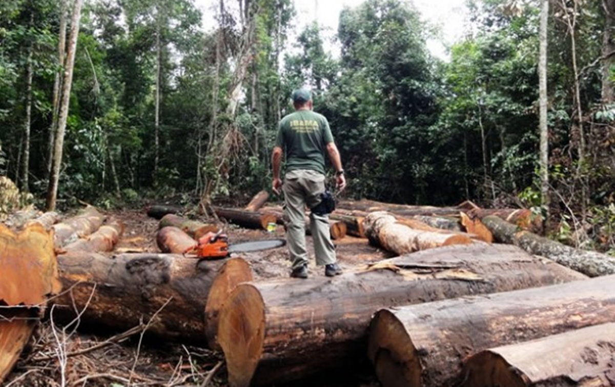 Amazonas reduz desmatamento em agosto, diz Inpe