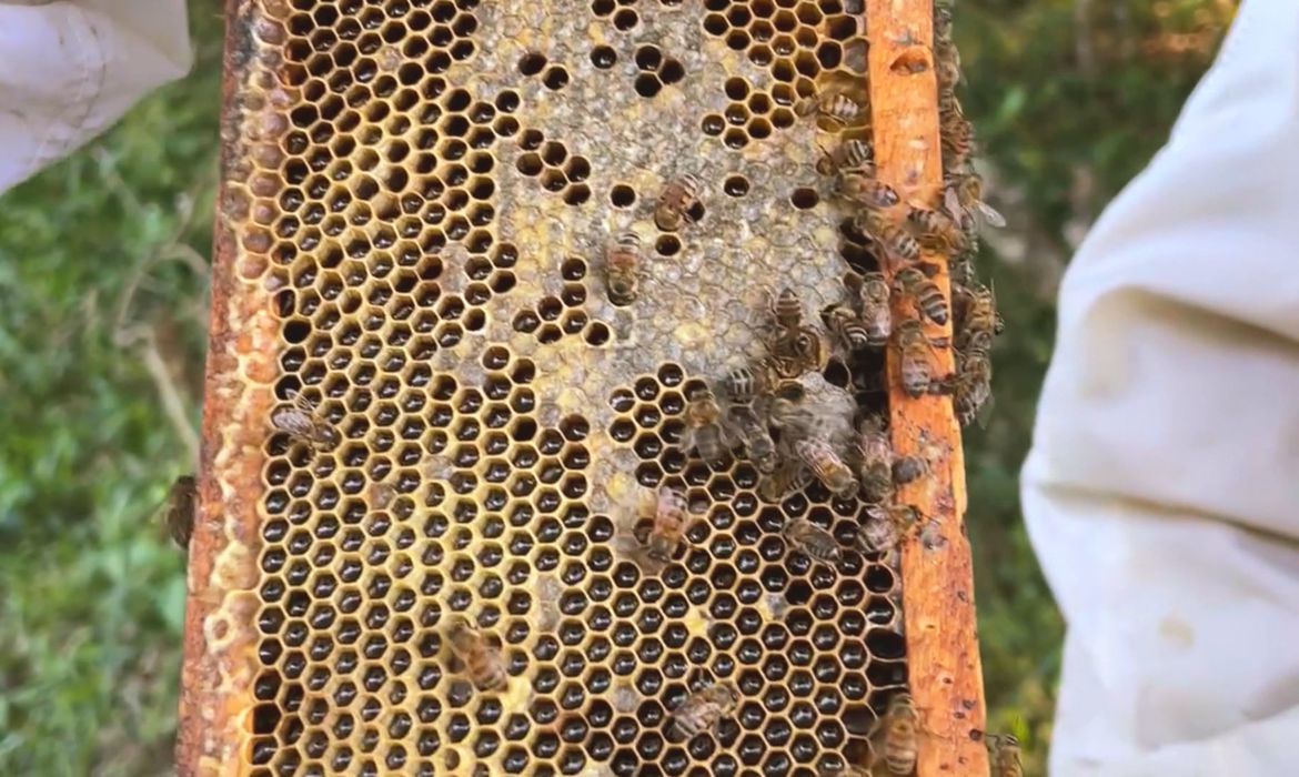 Amazônia: como abelhas nativas estão gerando renda em biofábricas