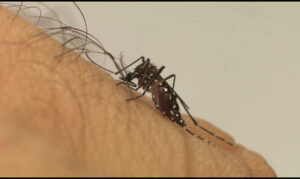 Dengue: de 137 mortes no DF, 55 já estão confirmadas