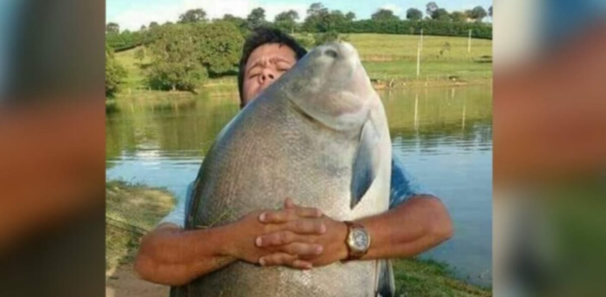 Peixe gigante: pescador fisga tambaqui de 55 quilos na Amazônia