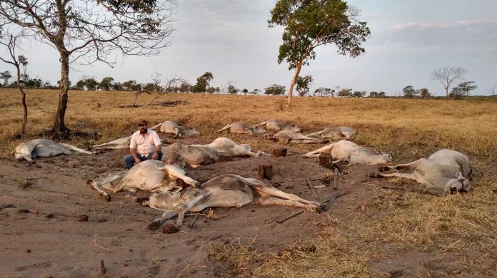 Mais de mil bovinos são mortos pelo frio no Mato Grosso do Sul