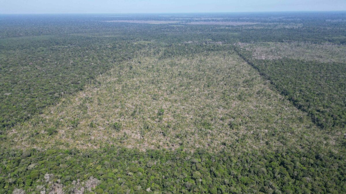 Desmatamento cai 81% no Amazonas em julho, diz Inpe