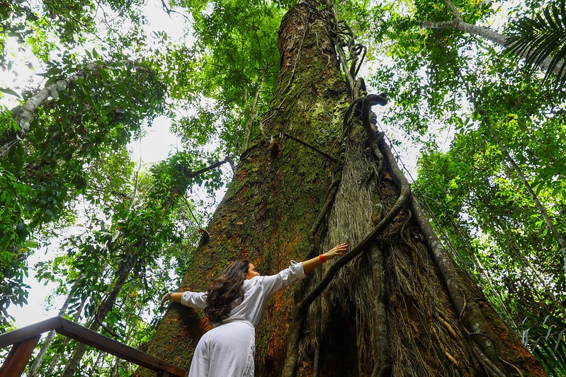 No Dia da Árvore, Amazonas convida a passeio na floresta