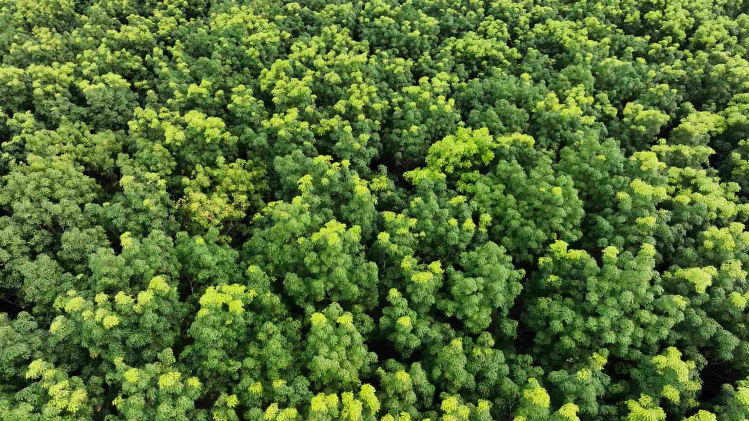 floresta crédito carbono