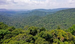 Fundo Amazônia investe R$ 600 milhões contra desmatamento