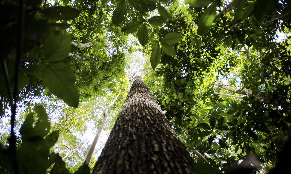 Amazônia: impasse com governadores breca projeto de carbono