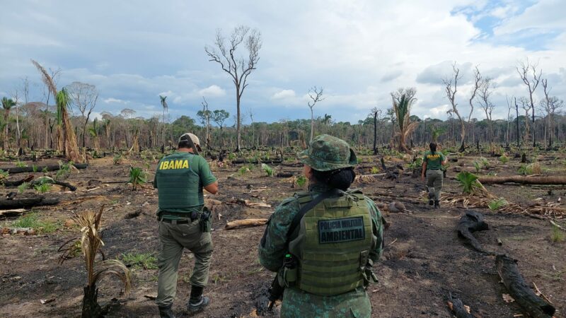 Operação flagra 500 hectares desmatados para virar pasto em Autazes, AM
