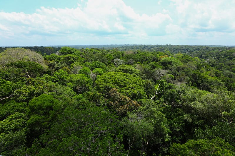 Combate ao desmatamento mostra resultados na Amazônia