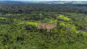 Amazônia: uma clareira para criar gado na floresta em plena terra indígena
