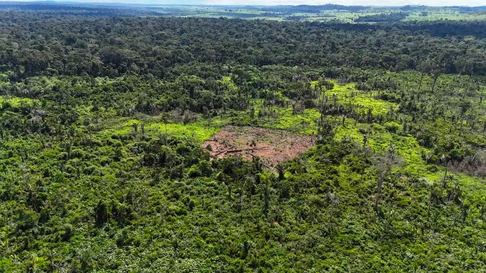 Amazônia: uma clareira para criar gado na floresta em plena terra indígena