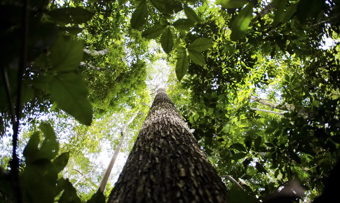 Pesquisa traz à luz outra Amazônia: centro de agrobiodiversidade