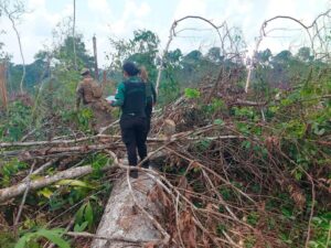Amazônia: com índice em queda, Amazonas lidera em desmatamento