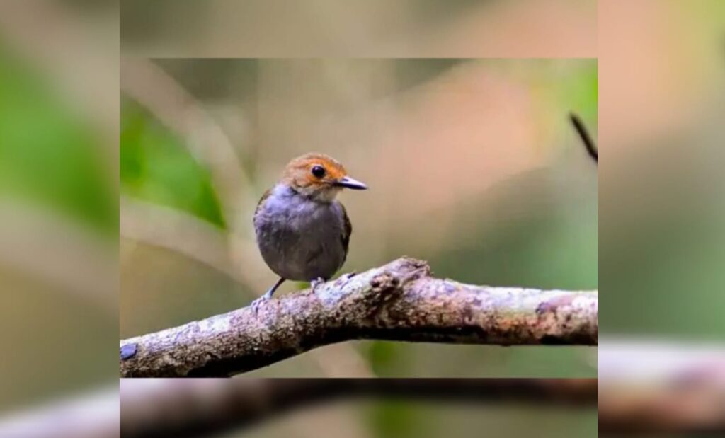 Amazônia: como mudanças climáticas influenciaram genética de pássaros
