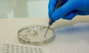 Saúde inaugura biofábrica de mosquitos antidengue