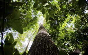 Crédito de carbono: Amazonas apresenta projetos na Indonésia