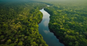 Amazônia: parceria cria plataforma para estimar desmatamento
